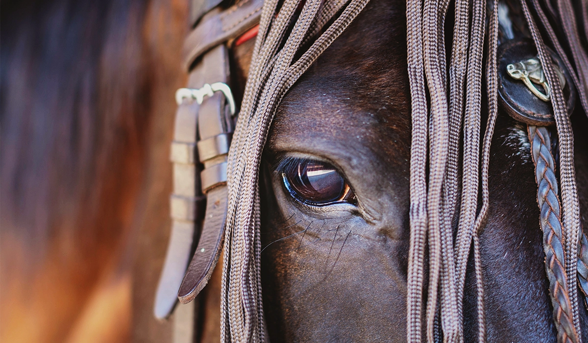 Equestrian